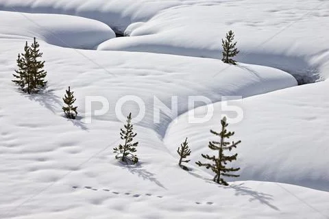 Evergreen Trees In The Snow With A Meandering Stream, Grand Teton National Pa