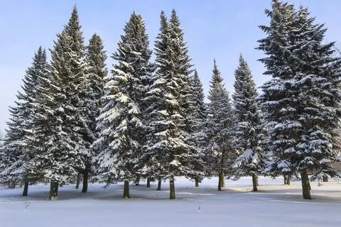 Evergreen trees standing in deep snow, their branches heavy with frost under a Stock Photos