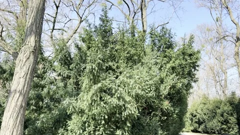 Evergreen Trees Swaying in the Wind Under a Clear Blue Sky Stock Footage 331939541