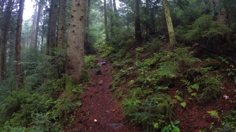 Evergreen trees tower over sparse vegetation on the forest floor 库存影片 126139504
