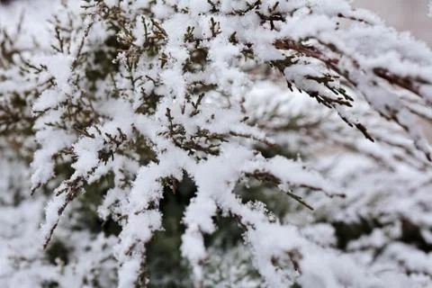 Evergreen trees under the snow Foto stock gratuite