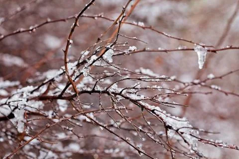 Evergreen trees under the snow Foto stock gratuite