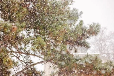 Evergreen trees under the snow Stock Photos