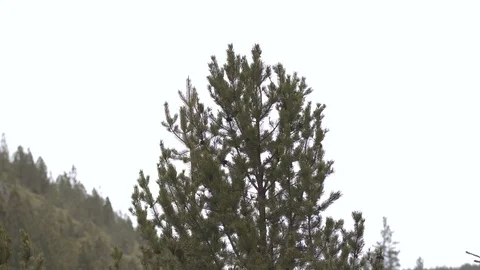 Evergreen Treetop Stock Footage 88850722