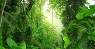 Evergreen Tropical Rainforest Scenic Landscape Background Stock Footage