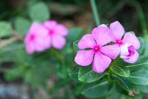 Evergreen Vinca Flowe Foto stock