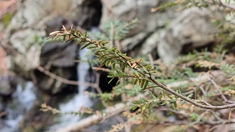 Evergreen waterfall 2 30fps Stock Footage 305017073