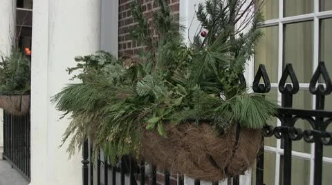 Evergreen Window Planter Stock Footage 10684441