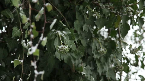 Evergreen in winter 動画素材 48440629