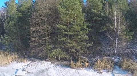 Evergreen winter forest Stock Footage 46285087