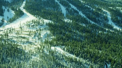 Evergreen winter forest horizon Stock Footage 74088804