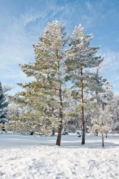 Evergreen in the winter Stock Photos