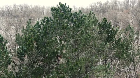 Evergreen Winter Tree Видео 58683287