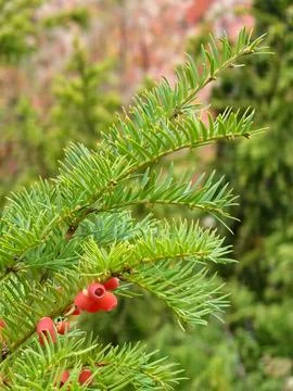 Evergreen Yew Branch with Red Arils of Taxus baccata Fotos Stock