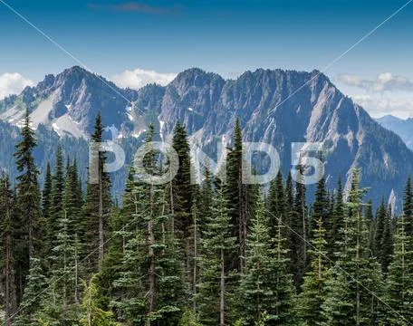 Evergreens and Mountains in Mount Rainier Stock Photos