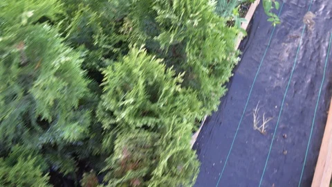 Evergreens and thuja standing in rows in a greenhouse in a nursery for growing Видео 114001262