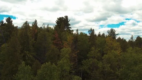 Evergreens Ascend and Pan Stock Footage 71328012