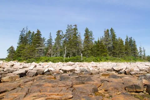 Evergreens on Coast 스톡 사진