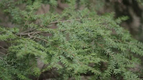 Evergreens Video stock 20496229