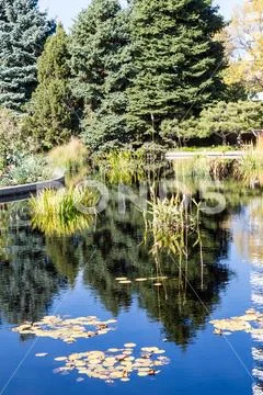 Evergreens Reflected in Blue Water Stock Photos