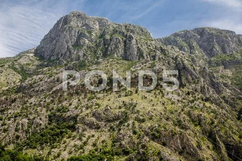 Evergreens on rocky kotor hill Stock Photos