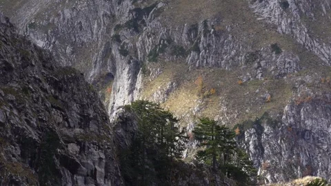 Evergreens on Rugged Cliffs. Stock Footage 255249237