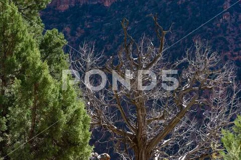 Evergreens on the Sand Bench Trail, Zion National Park, Utah Stock Photos