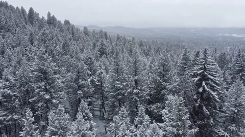 Evergreens in the Snow 스톡 동영상 220310431