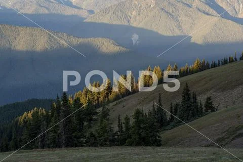 Evergreens at sunrise on Hurricane Ridge, Olympic National Park, Washington Stock Photos