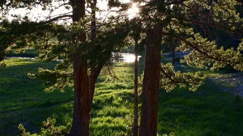 Evergreens swaying in the breeze while sun sets Stock Footage 128206125