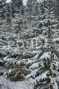 Evergreens trees Stock Photos