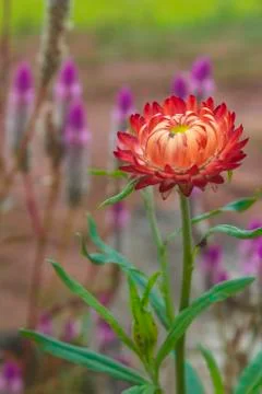 Everlasting flower Foto stock