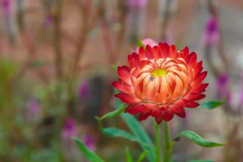 Everlasting flower Stock Photos