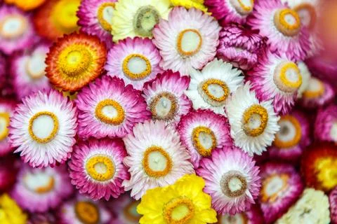 Everlasting flowers background Stock Photos