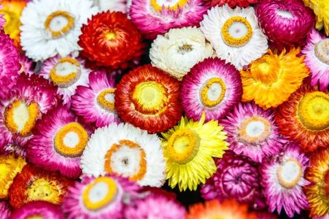Everlasting flowers background Stock Photos