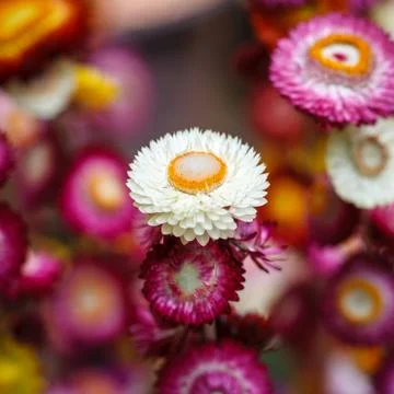 Everlasting flowers background Stock Photos