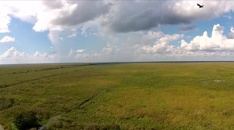 Everlgades Slow Motion Bird Soaring Through Frame Video stock 44188709