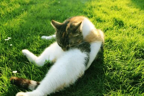 Every cat needs cleaning yourself every day because cats are the most beautif Stock Photos
