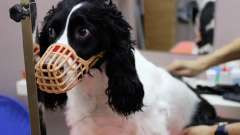 Every dog needs a good brush after a deep wash Stock Footage 181772228