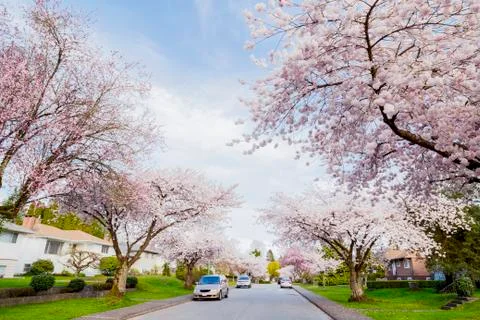 Every Spring The Ornamental Cherry Trees Blossom Into Full Bloom And Look Very P Stock Photos