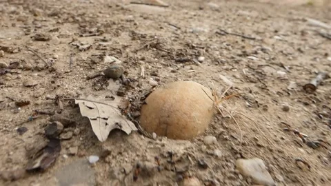 The everyday life of ants Stock Footage 154017732