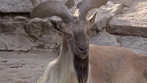 Everyday life of smug funny screw horn goats   in captivity Stock Footage 170676953