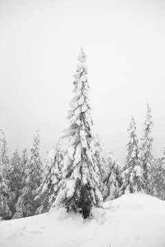 Everything is covered with snow. Snowy trees in the forest. Christmas snowy m Stock Photos