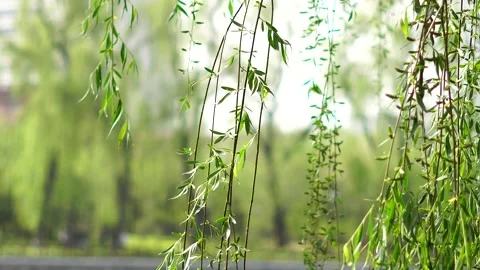 Everything revives in spring, flying kites, dancing in the square, beautiful Stock-Footage 134148123