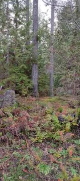 Everything you can find in a forest background trees stump moss flora Stock Photos