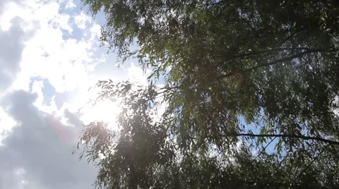 Everywhere the sun shines clouds and branches of trees Stock Footage 55545384