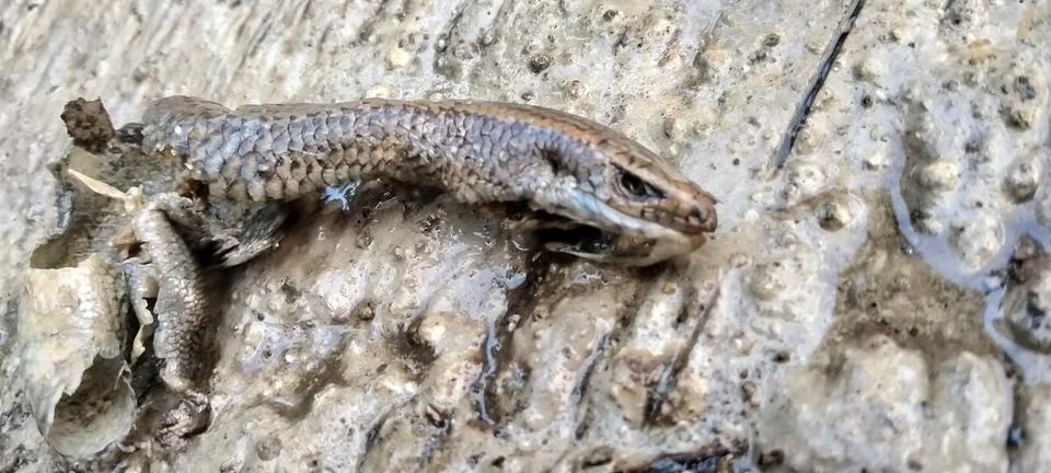 Evidence of Predator Activity with Large Lizard Remains on Earth Stock Photos