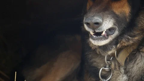 Evil, aggressive dog, 4k video Stock Footage 104577990