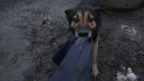Evil, aggressive dog Video stock 86916234
