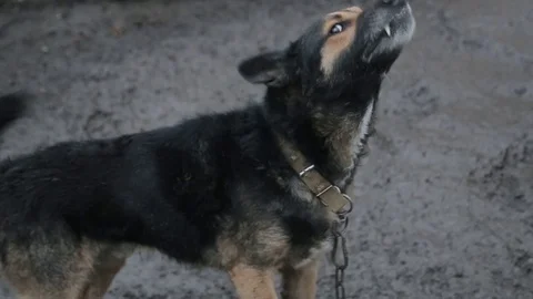 Evil, aggressive dog Stock Footage 86916242